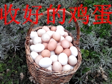 農(nóng)場展示